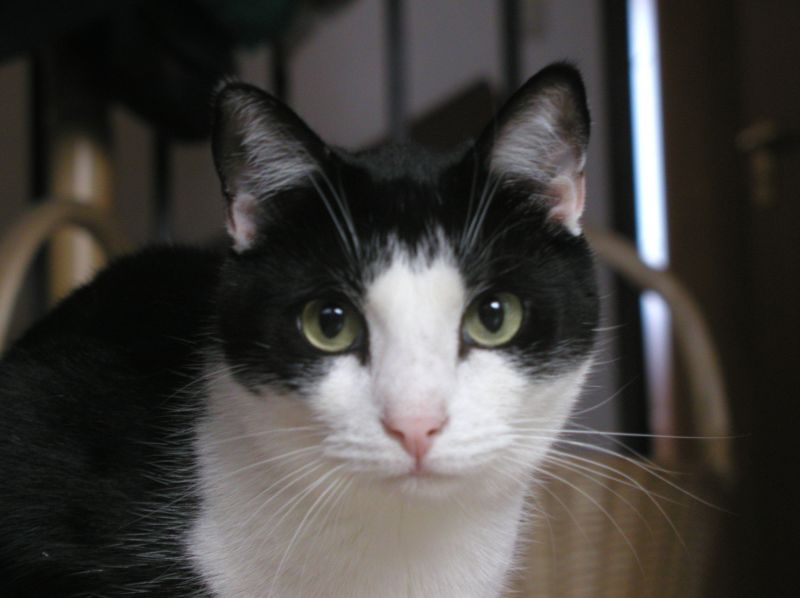 Unser Kater Moritz - Europ&auml;ische Kurzhaarkatze