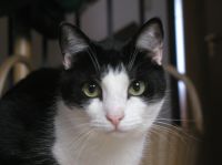 Moritz - Kater - Europ&auml;sche Kurzhaarkatze