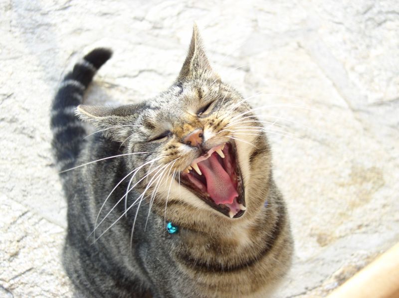 Unser Kater Billy - Europ&auml;ische Kurzhaarkatze