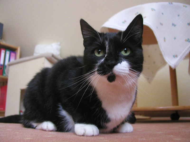 Unsere Katze Molli - Europ&auml;ische Kurzhaarkatze