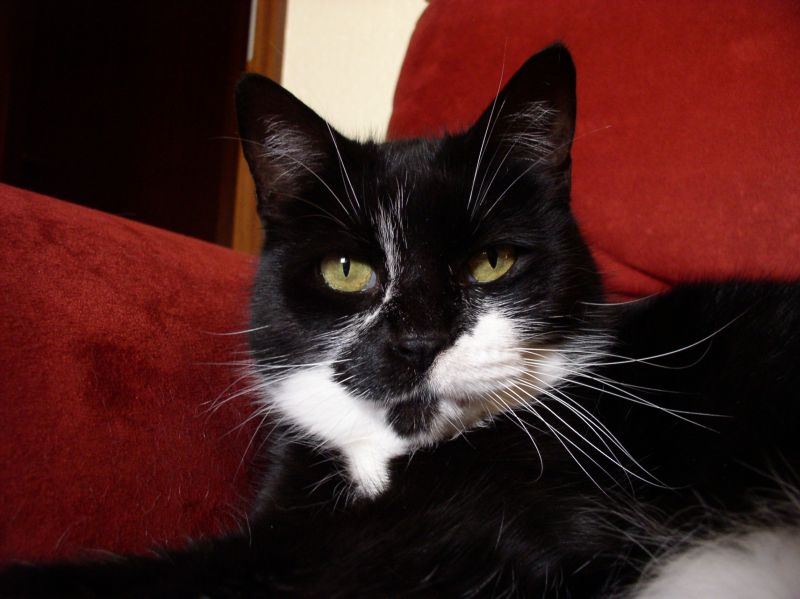 Unsere Katze Molli - Europ&auml;ische Kurzhaarkatze