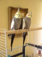 Timmy und Tommy - Nymphensittiche